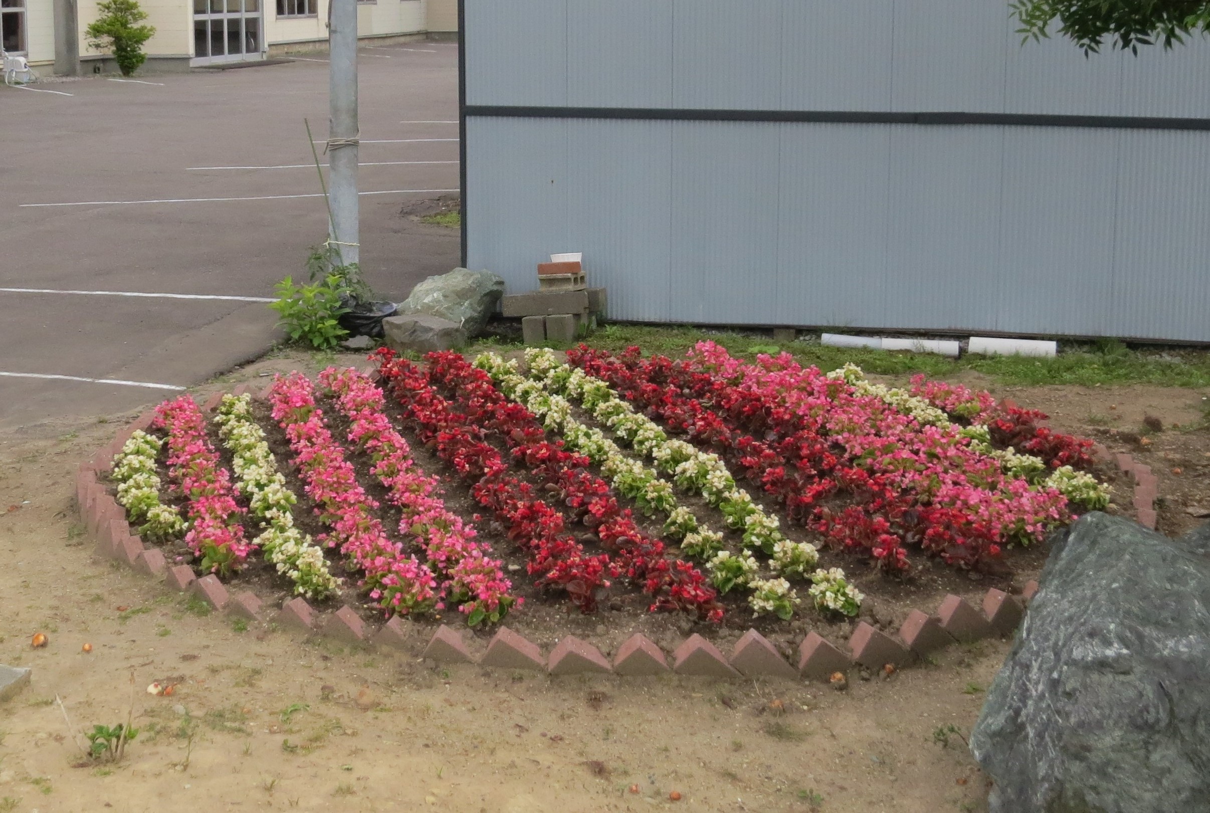 雨の中、お寺の婦人会の皆様に植えて戴きました